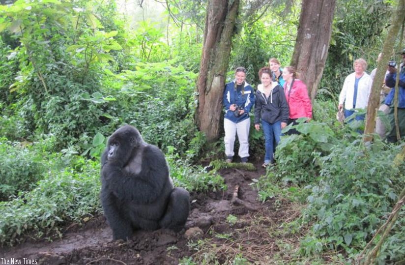 Tourists look at a gorilla in Virunga National Park. (Net photo)