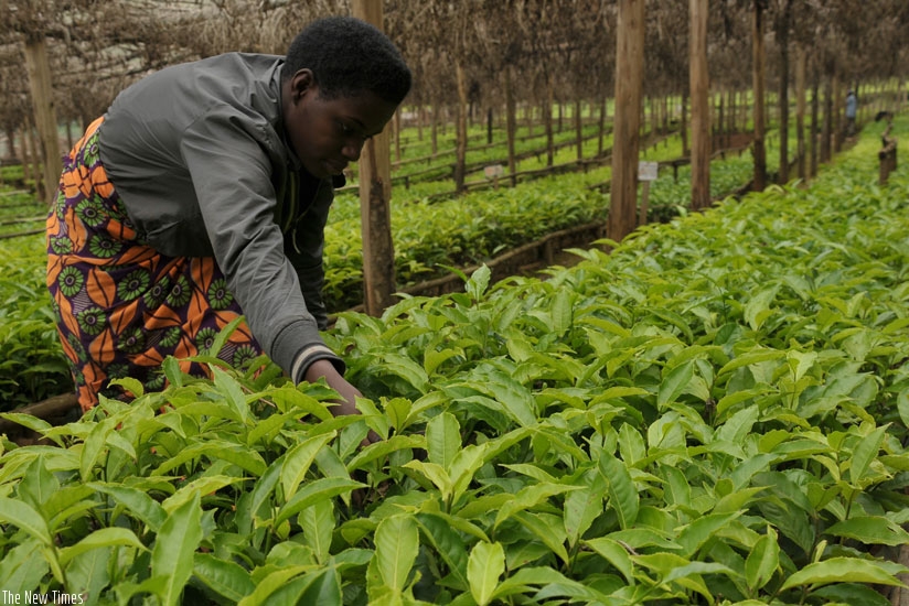 A tea farmer attends to her nursery bed. NAEB plans to distribute 43 million tea seedlings to farmers by 2017 to boost production and earnings. (File)