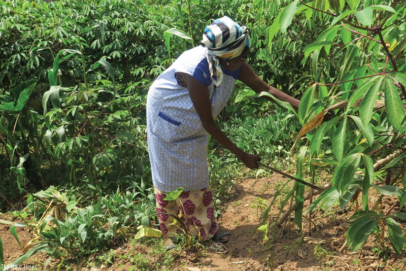 A farmer attends to her cassava plantation in Kimihurura, Gasabo District. The contribution of the agriculture sector to GDP growth dropped to 31% in the first half of this year. (Jean Mugabo)