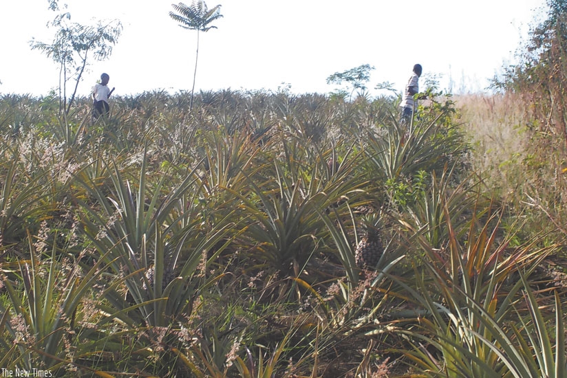 Mukamana's helpers weed the plantation. The farmer earns Rwf500,000 from pineapple sales per season. 