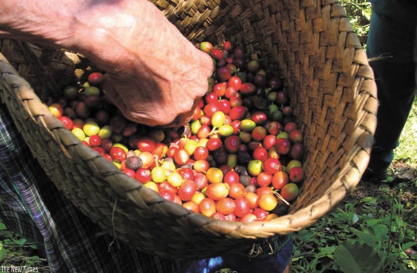 A farmer sorts red coffee cherries. NAEB is distributing fertilisers to farmers to boost output. (Net photo)