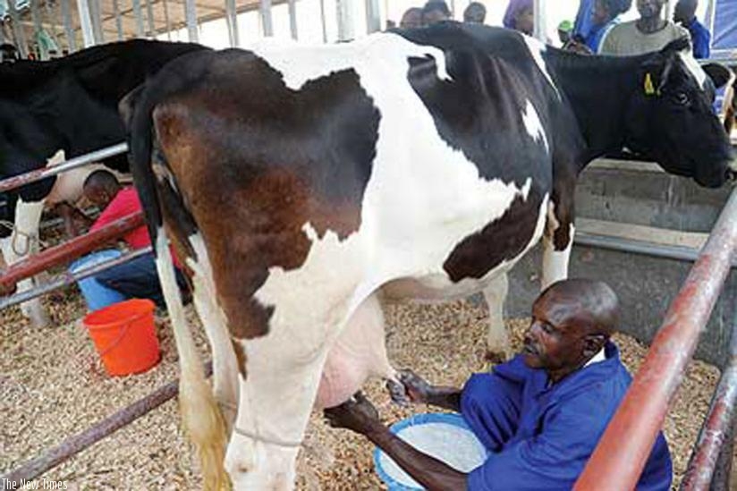 A farmer milks a cow. Dairy farmers have been cautioned on hygyiene in order to prevent mastitis. (File)