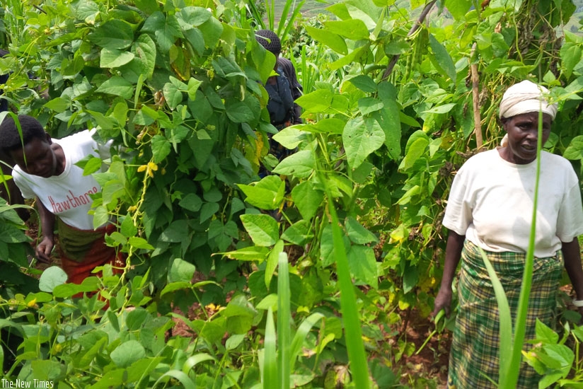 Mukagasangwa (right) and some of her workers inspect one of the many gardens she owns. (Peterson Tumwebaze)