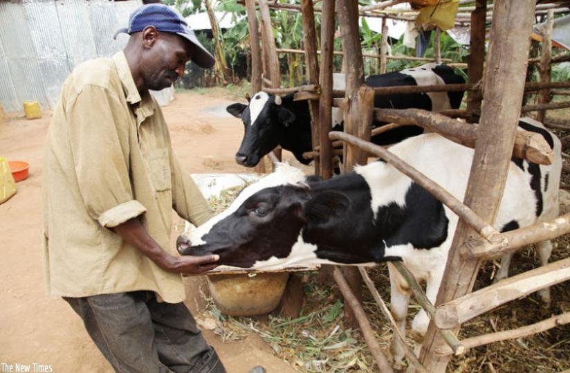 A Nyamagabe resident checks a cow he got from the Girinka programme which has contributed to  poverty reduction across the country. (File)