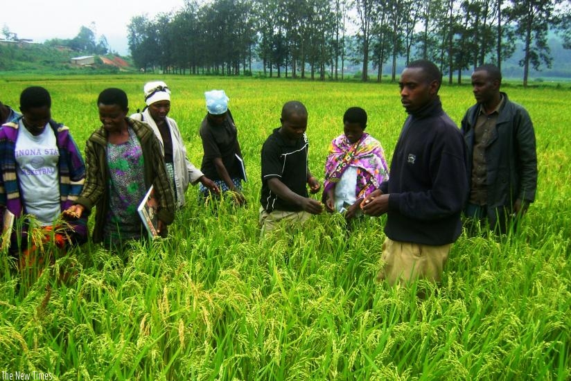 Farmers attend a field school. Rice farmers and processors have started a campaign that will fight illegal processors to promote produce quality. (Peterson Tumwebaze)