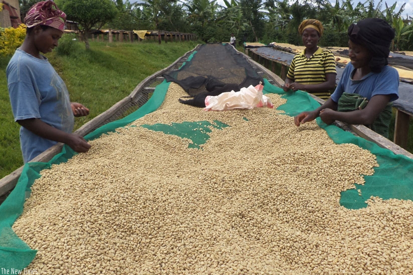 Women spread coffee beans on racks to dry. Coffee exports have risen slightly. (Timothy Kisambira)