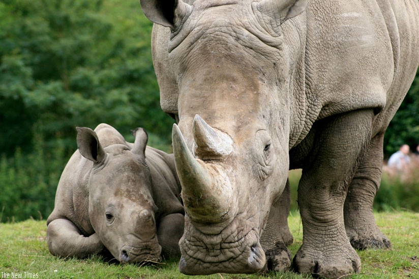 Rhino horns have high demand in Asian countries, where they are believed to have medicinal properties. (Internet photo)