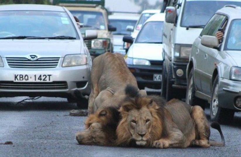 Some of the lions that escaped from Nairobi National Park (Net Photo)