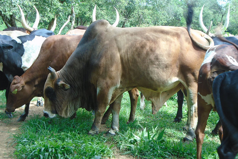 Some of the cattle at the farm in Gako. Rugari has 500 herds of cattle at the farm. / Triphomus Muyagu