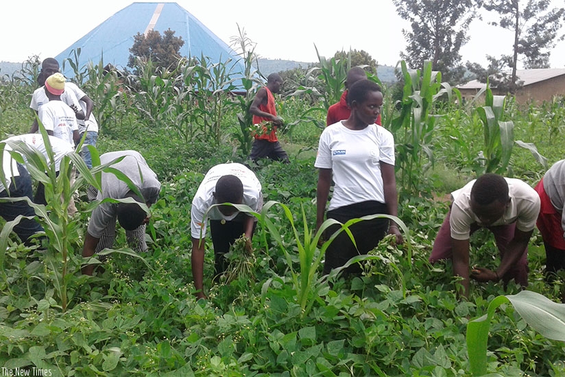 Students on holiday help weed the farm of a vulnerable person in Gatsibo. Kelly Rwamapera.