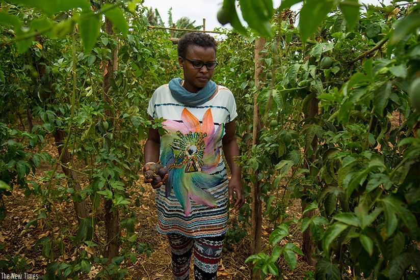 Dawe harvests passion fruits. The farmer-cum hardware dealer earns millions from the projects. / Timothy Kisambira.  