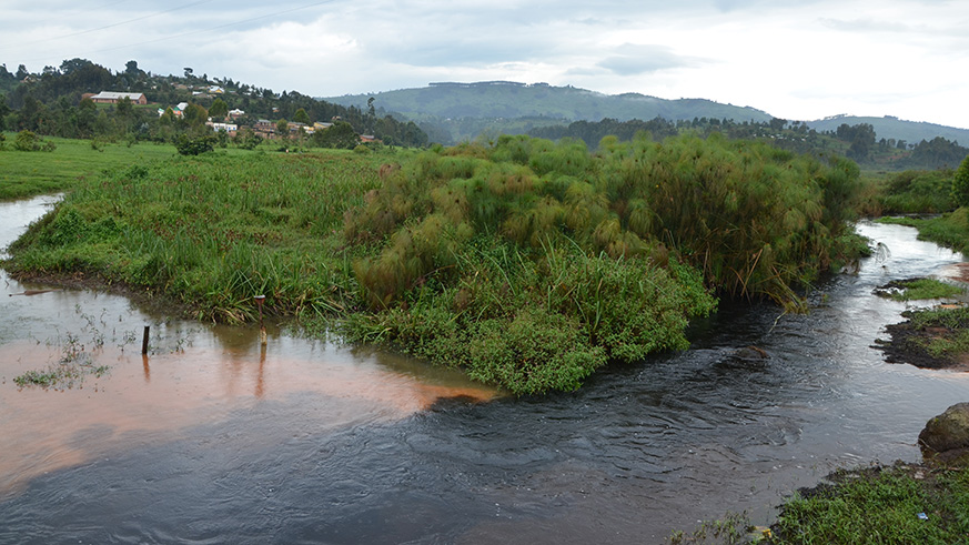 Rugezi wetland in Burera District. Over 7,000 illegal activities encroaching wetlands in the City of Kigali are set to be evicted. Sam Ngendahimana.