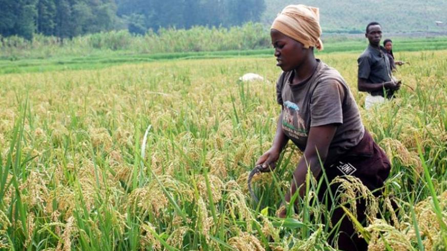 Rice farmers in Rubona in Southern Province harvest their produce. (All photos by Craish Bahizi)