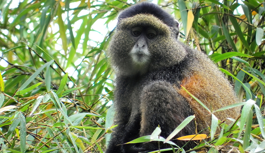 A golden monkey in Gishwati-Mukura forest national Park. Just last month, the Gishwati-Mukura landscape was named a UNESCO biosphere reserve. Now, the park is set to be opened for tourism. / Photo: Courtesy. 