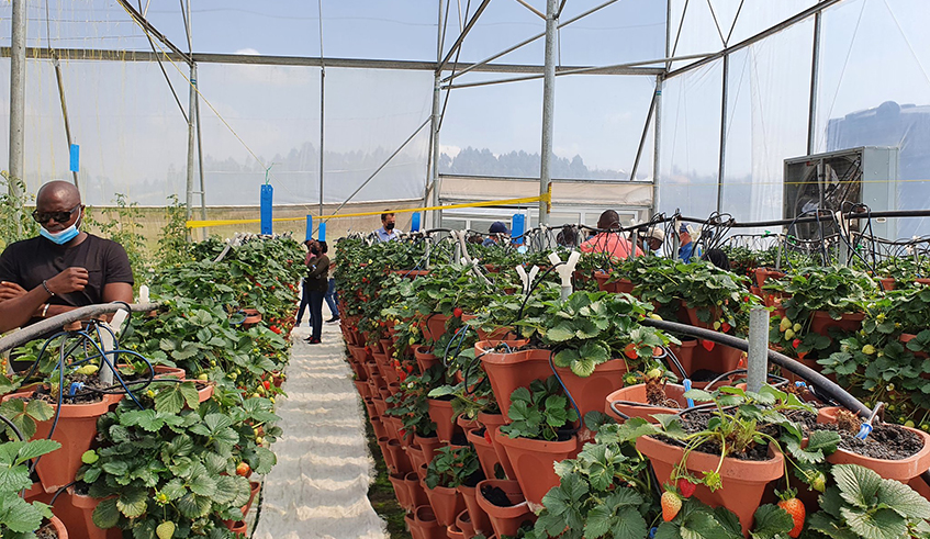 Visitors observe how hydroponic technology is used to grow strawberries in a greenhouse at Eza Neza Company Ltd  in Muhanga District. Currently, the firm uses hydroponic farming on 900m2. / Photo: Courtesy.